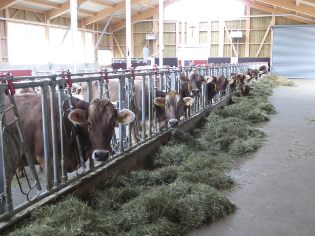 Faisst Offener Hof Stallungen 28-10-2012 _6__jpg-1352019552