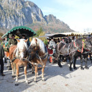 04112012pferdesmesseat5009aktivnews_57.jpg