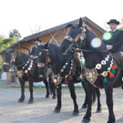 04112012pferdesmesseat5009aktivnews_50.jpg