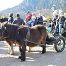 04112012pferdesmesseat5009aktivnews_66.jpg