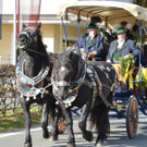 04112012pferdesmesseat5009aktivnews_16.jpg