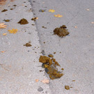 normal_04112012_fmt_LeonhardreitenGroedig_ex_070.JPG