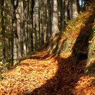 DSC06490 _Large__JPG-1352045258