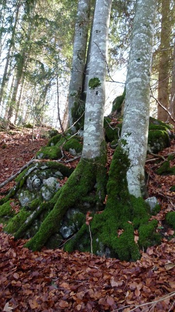 P1020671_JPG-1352143811