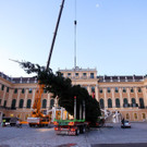 Christbaum für den Kultur- und Weihnachtsmarkt Schönbrunn aufgestellt 2012