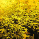 37 Cannabispflanzen im Bezirk Wien-Umgebung sichergestellt