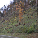 Klauser Wald