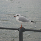 IMG_3612.JPG
