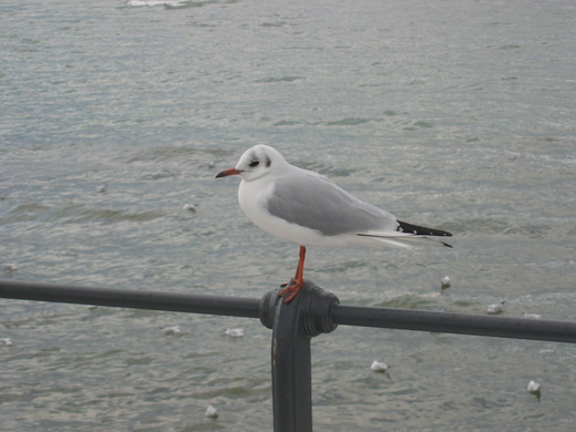 IMG_3612.JPG