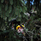 Weihnachtsbaum005.jpg