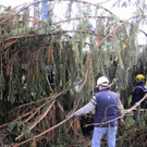 Weihnachtsbaum006.jpg