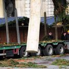 Weihnachtsbaum031.jpg