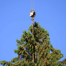Weihnachtsbaum033.jpg
