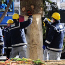 Weihnachtsbaum039.jpg