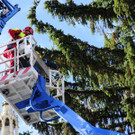 Weihnachtsbaum054.jpg