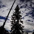 Weihnachtsbaum062.jpg
