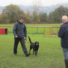 Hundesport