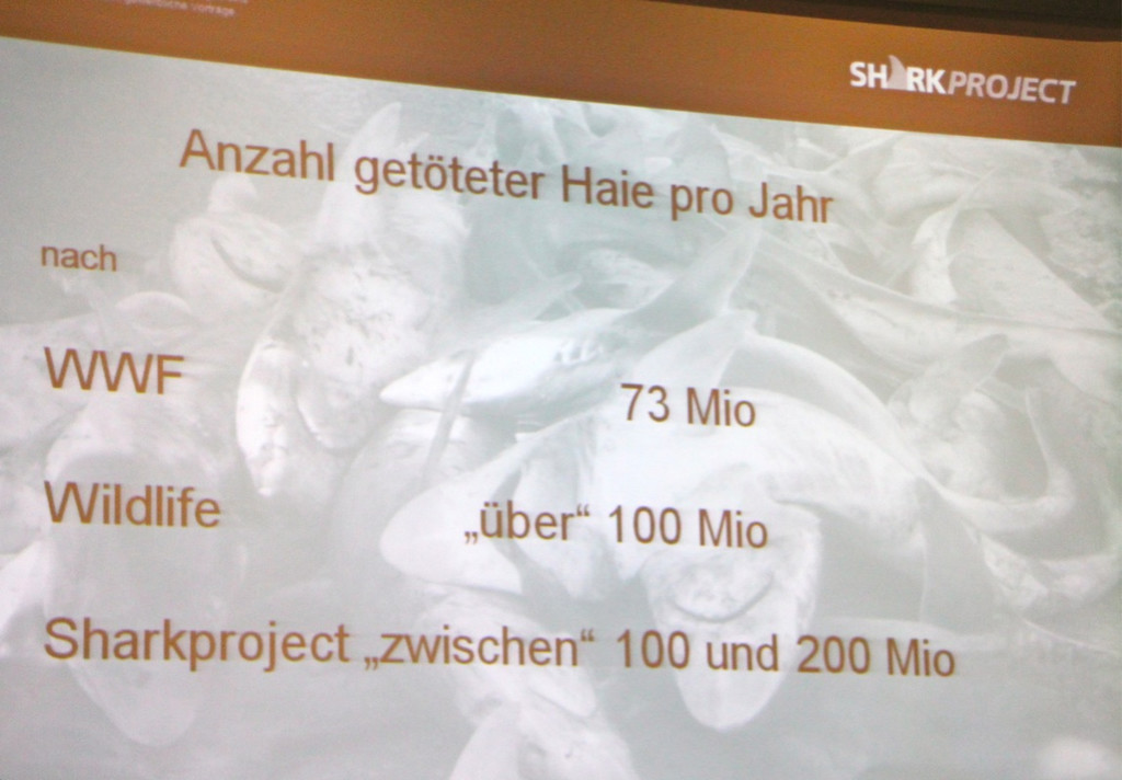BK_Shark_Project 20_jpg-1352583688