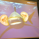BK_Shark_Project 24_jpg-1352583713