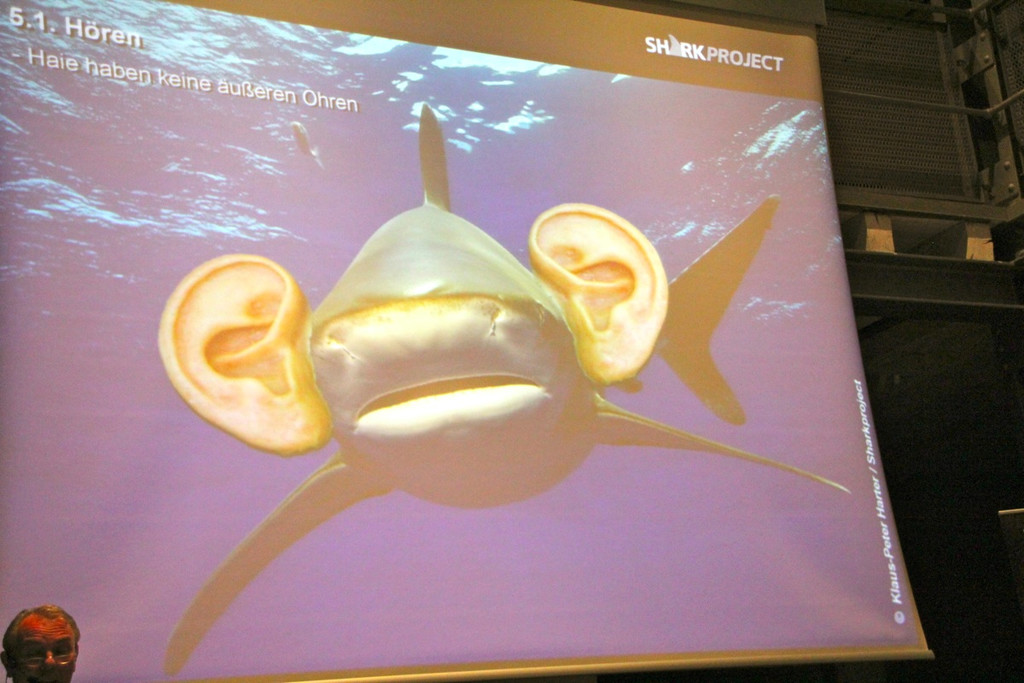 BK_Shark_Project 24_jpg-1352583713