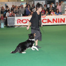 Haustiermesse 2012 in der Messe Wien, Teil 1: Hundeshow