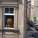 guertelbaer_johannesz.jpg