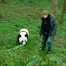 So geht es Panda Fu Hu in seiner neuen Heimat China