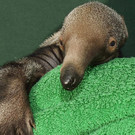 Jahresrückblick 2012: Die süßesten Tiere in Wien