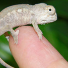 chamaeleon.jpg