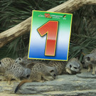 Erdmaennchen_03_TGS_Zupanc.jpg