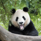 Grosser Panda_04_TGS_Zupanc.jpg