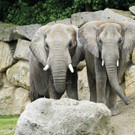Elefant Tuluba_019_TGS_Zupanc.jpg