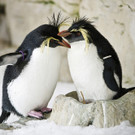 Felsenpinguin_04_TGS_Zupanc.jpg