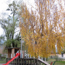 Seeufer im Sp__therbst 2012 _13__jpg-1353005014