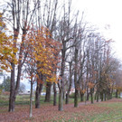 Seeufer im Sp__therbst 2012 _14__jpg-1353005022
