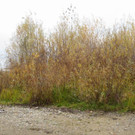 Seeufer im Sp__therbst 2012 _17__jpg-1353005037