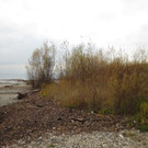 Seeufer im Sp__therbst 2012 _18__jpg-1353005041
