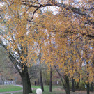 Seeufer im Sp__therbst 2012 _16__jpg-1353005033