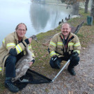 schwan3.JPG
