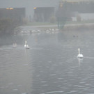 schwan4.JPG