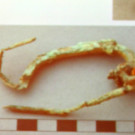 DSCN7994_JPG-1353110963