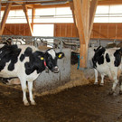 KOE_Aussiedlerhof Schatzmann 26_jpg-1353248811