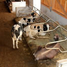 KOE_Aussiedlerhof Schatzmann 28_jpg-1353248825