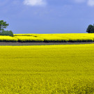 Markus Solterbeck_Rapsfeld_jpg-1353250154