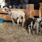 IMG_1291_jpg-1353252256