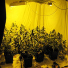 Polizei entdeckte Hanfplantage in Gemeindebau in Wien-Favoriten