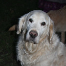 bea_Andrea_Krenn_Tierpflegestelle_MadH _17__JPG-1353361381