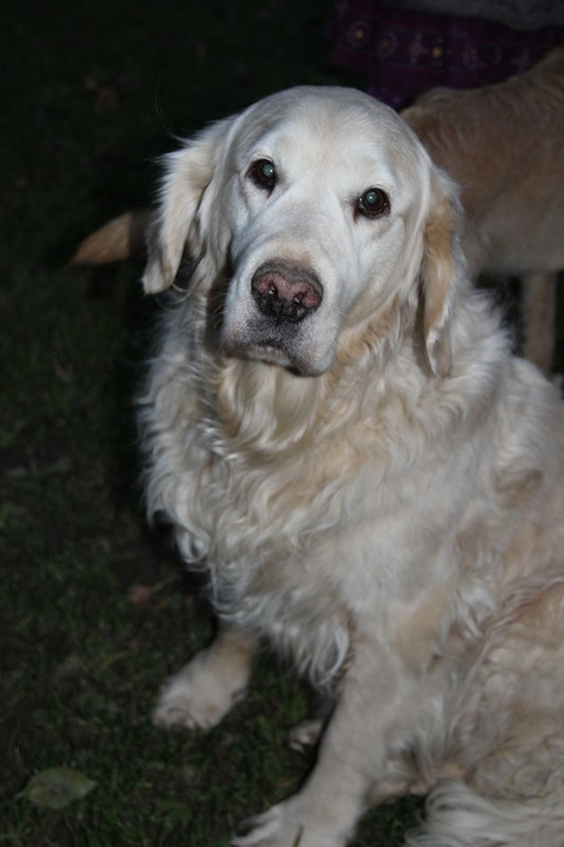 bea_Andrea_Krenn_Tierpflegestelle_MadH _17__JPG-1353361381