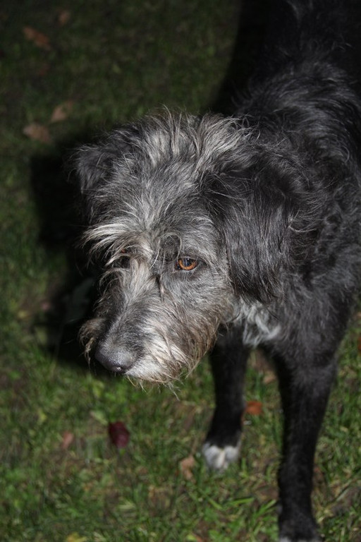 bea_Andrea_Krenn_Tierpflegestelle_MadH _20__JPG-1353361358