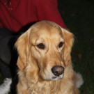 bea_Andrea_Krenn_Tierpflegestelle_MadH _18__JPG-1353361382